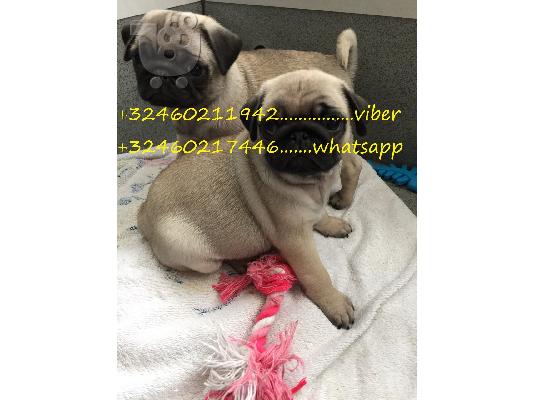 PoulaTo: Όμορφα Pug κουτάβια